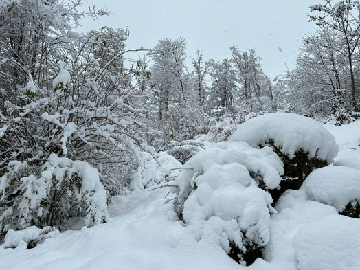 (Bilder: buebikernews)