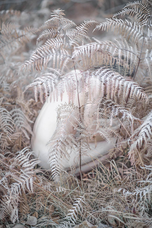 Photo de Ambre Guinard issue de sa série Symbiose