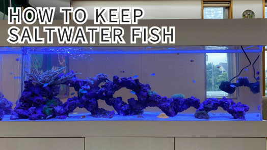 海水魚ろ過システムの解説です