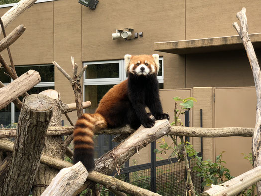 【番外編】JUMP札幌遠征の観光地レポート!円山動物園や二条市場に行ってみた