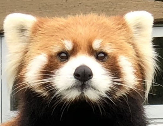 【番外編】JUMP札幌遠征の観光地レポート!円山動物園や二条市場に行ってみた