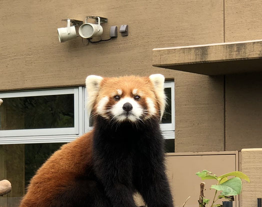 【番外編】JUMP札幌遠征の観光地レポート!円山動物園や二条市場に行ってみた