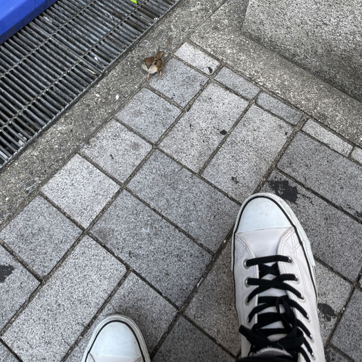 スズメ