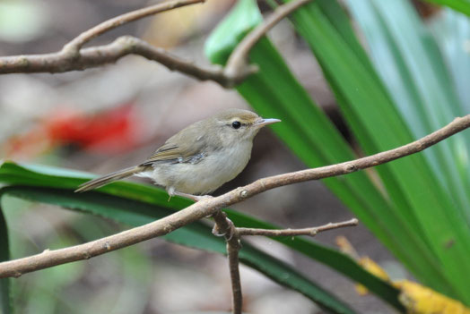 日本の鳥　写真集 日本で最初の鳥類生態写真集』 - 日本野鳥の会東京