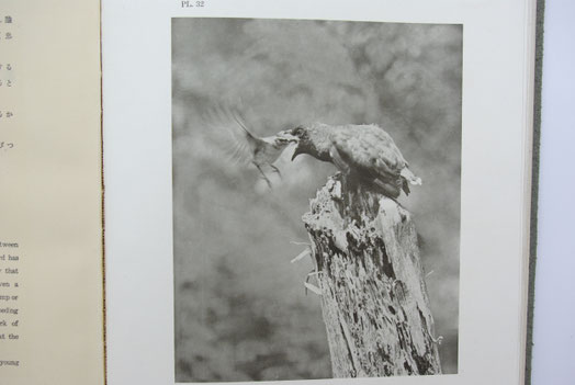 日本の鳥　写真集 日本で最初の鳥類生態写真集』 - 日本野鳥の会東京