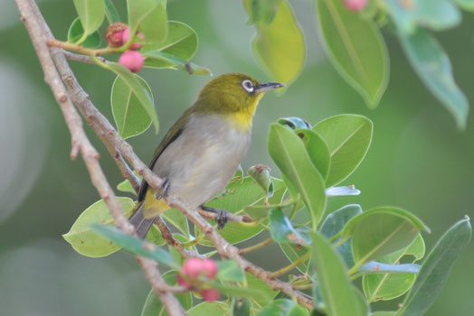 日本で最初の鳥類生態写真集』 - 日本野鳥の会東京