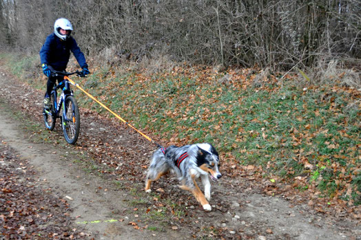 Capone et mon copain en entrainement canivtt avec le CRAC :)