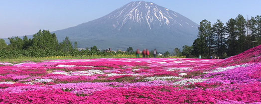 倶知安 三島さんの芝桜庭園