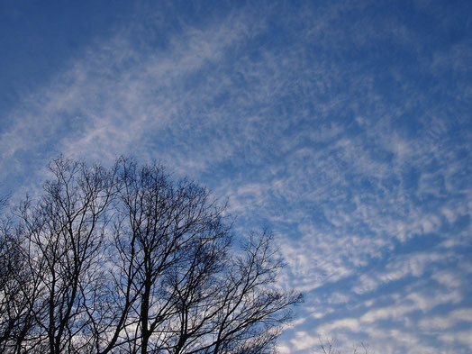 １２月２６日（2014）　冬木立と朝の空:１２月２４日野川公園にて