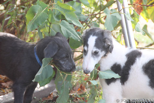 Scottish Deerhound & Barsoi - die perfekte Windhundkombination! Scottish Deerhounds aus der Eifel mit FCI Stammbaum! Der Deerhound-ein sanfte, graue Zottel mit viel Charme!