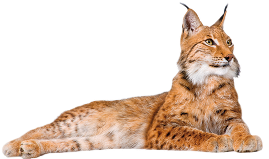 lynx boréal image animaux transparent sur fond blanc pour site web illustration ecole montessori