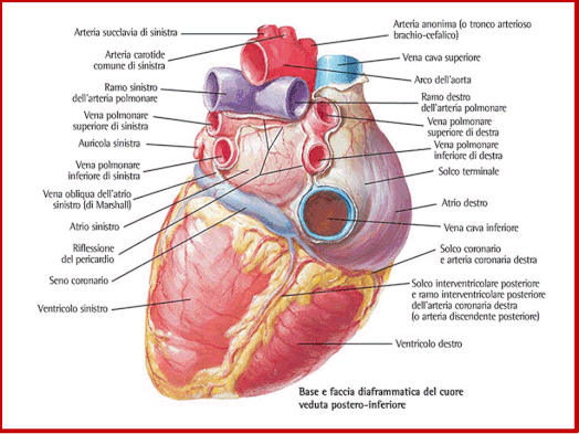 Anatomia umana normale del cuore. Da Netter. 