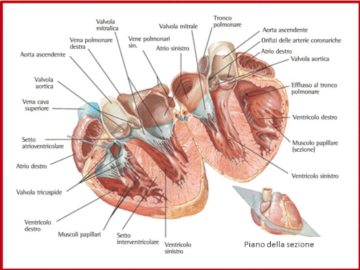 Anatomia umana normale del cuore. Da Netter. 