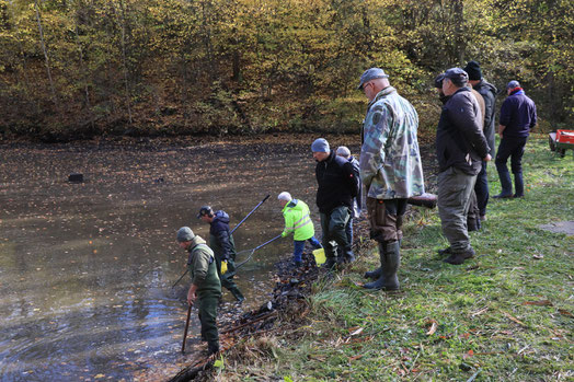 Sobald der Wasserstand im Teich gesunken ist, kommt in der Nähe des Ablaufs, wo sich die Fische nun sammeln, der Kescher zum Einsatz. Fotos: Katrin Geyer