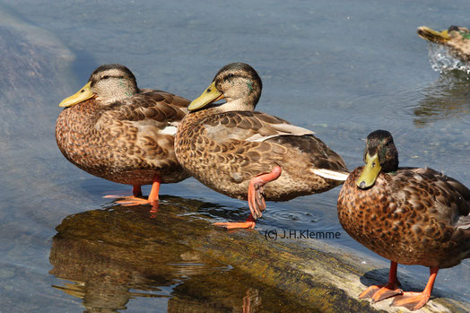 Stockente (Anas platyrhynchos). Erpel im Schlichtkleid. Laacher See, RLP [August]