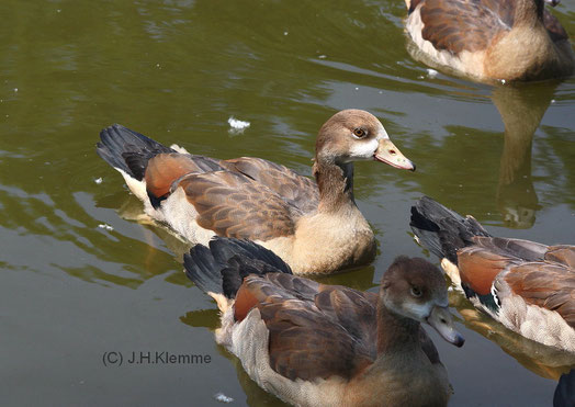 Nilgans (Alopochen aegyptiaca) Ca. 10 Wochen alte Jungvögel. Stadtpark von Rheinbach, NRW [Juni]