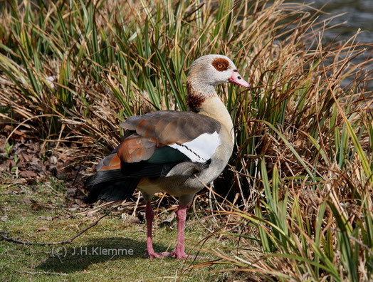 Nilgans (Alopochen aegyptiaca). Adulter Vogel (Männchen ?). Die weißen Deckfedern der Armschwingen nicht vom Flankengefieder überdeckt. Städtischer Park Rheinbach, NRW [April]