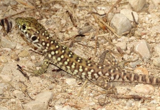 Timon nevadensis. Bicorp (Valencia). © J. Barona 2017