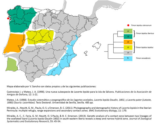 Distribución de Timon spp. en la península Ibérica y árbol filogenético simplificado. © V. Sancho 2020.