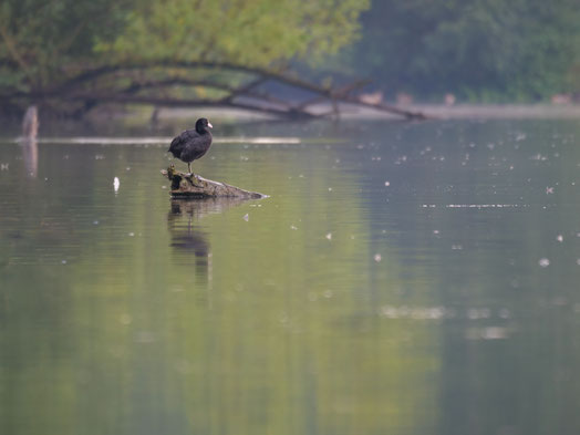 Ein Blässhuhn am See