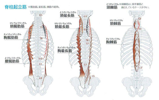 腸肋筋および最長筋は、それぞれ3部から構成されていますが各々の境界は不明瞭です。