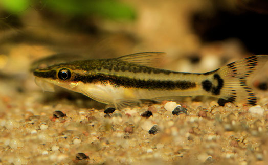 Fische - Bonsai-Garnelen Aquaristik Wettstein,alles rund um Garnelen