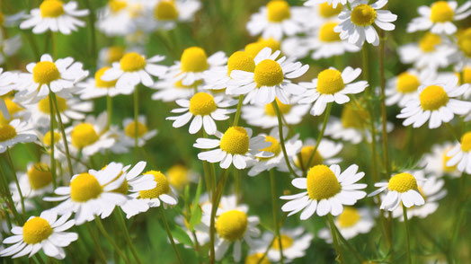 Kamille Blüte