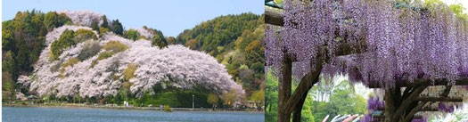 藤枝市蓮華寺池公園・桜/藤