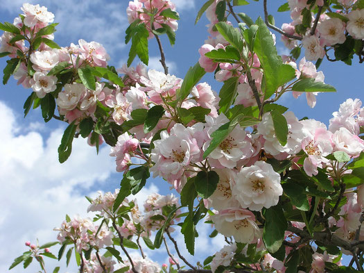 Un Automne Sans Baisse De Forme Avec Les Fleurs De Bach Fleurs De Bach Fleur De Bach Enfant Bach