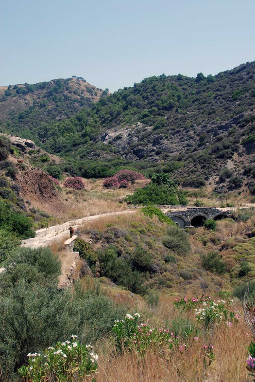 Goat and old road bridge between Pyrgos and Kokkina