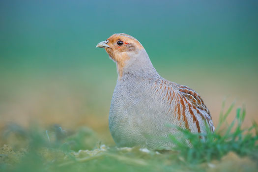 Vogel des Jahres Rebhuhn
