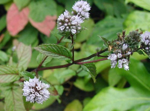 Menthe poivrée - Mentha piperita