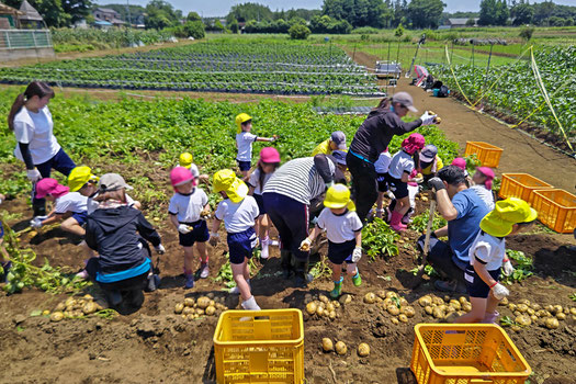 6月17日(火)　船橋幼稚園の園児さん達48名が、ジャガイモ掘りを体験しました。 　 皆さん大喜びで、暑さも忘れて夢中でした。帰りは、たくさんのジャガイモを重そうに持ち帰っていました。