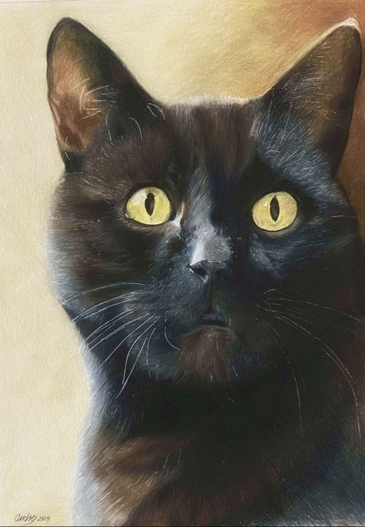 Katzen-Portrait, cat portrait, Buntstift, colord pencil