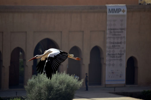 Die Störche sind heute eine Art Markenzeichen der Ruine des Palais el Badi