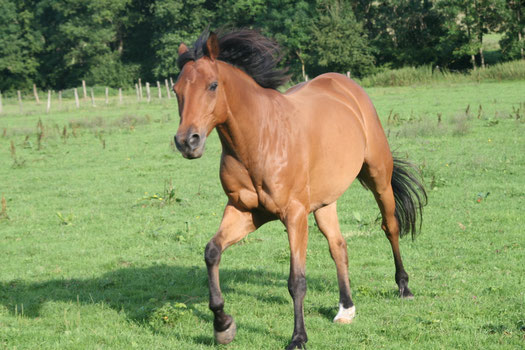 Site de chambredhoteslafermeauxchevaux !