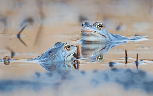 Moorfrosch (Rana arvalis)