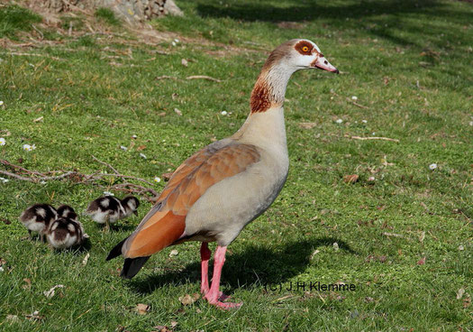 Nilgans (Alopochen aegyptiaca). Altvogel mit wenige Tage alten Küken. Städtischer Park Rheinbach, NRW [Februar]