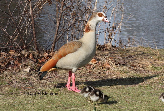 Nilgans (Alopochen aegyptiaca). Adulter Vogel mit wenige Tage alten Küken. Städtischer Park in Rheinbach, NRW [Februar]