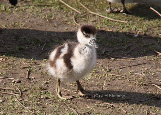 Nilgans (Alopochen aegyptiaca). Wenige Tage altes Küken. Städtischer Park Rheinbach, NRW [Ende Februar]