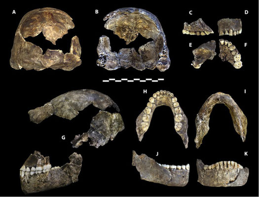 Figure from Berger et al. 2015. eLife 2015;4:e09560  “Holotype specimen of Homo naledi, Dinaledi Hominin 1 (DH1). “