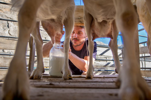 Bastian milking the goats in the morning