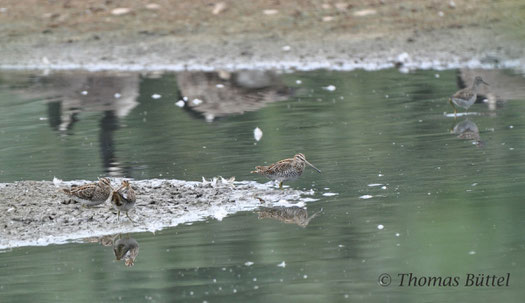 Common Snipes and a Wood Sandpiper