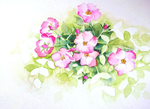 Aquarellstudie "Rosa Heckenrose": leuchtend rosafarbige Heckenrose mit vielen Blüten und Blattwerk in der Negativtechnik