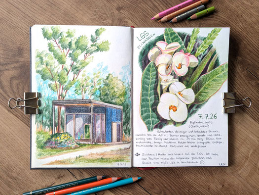Buntstiftzeichnung mit Polychromos: Pavillon links mit Bäumen im Hintergrund und Blumenbeet im Vordergrund, und Euphorbia millii rechts in Weiß mit grünen Blättern