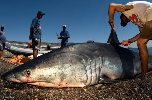 Bild: Brian Skerry | USA | Winner "One Earth Award" www.brianskerry.com