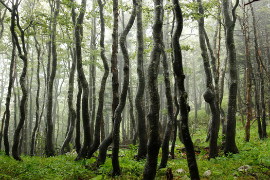 Forest hike at Northern Velebit National Park