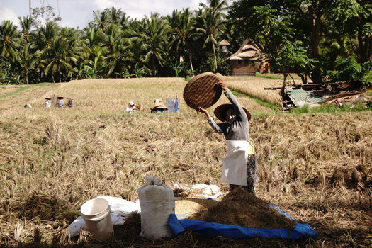 Eine Frau bei der Arbeit auf einem Reisfeld in Ubud