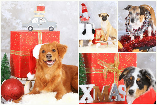 Hundeshooting Weihnachtsshooting Hund Wolfratshausen EmmaBella Hundesache Mini-Weihnachtsshooting 23. November 2019 Petra Eckerl Tierfotografie
