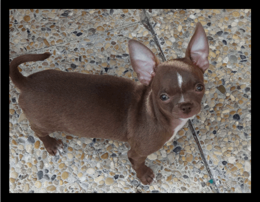 Jeune chiot Chihuahua mâle de l'elevage Chihuahua